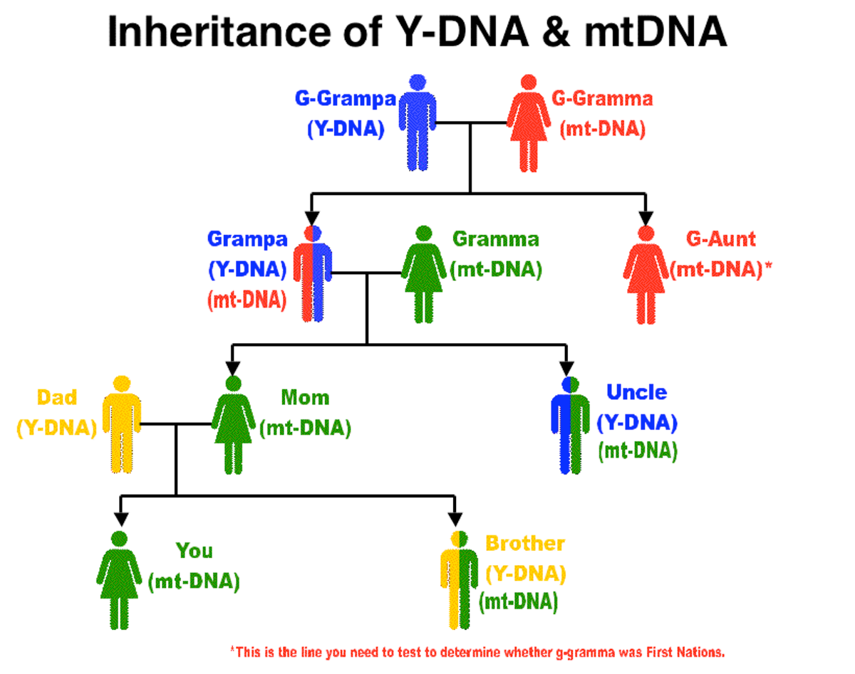 Inheritance of Y-DNA and mt-DNA between generations